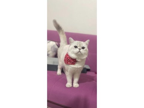 British shorthair silver point erkek kedime dişi arıyorum