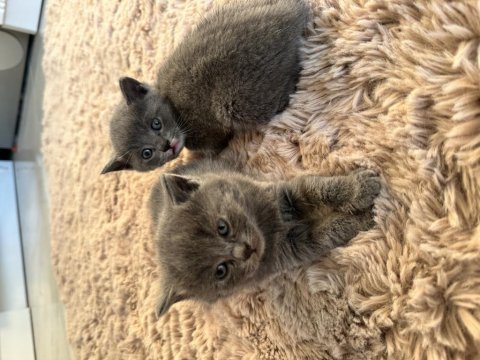 British shorthair memur aileden ev ortamında kaliteli mama
