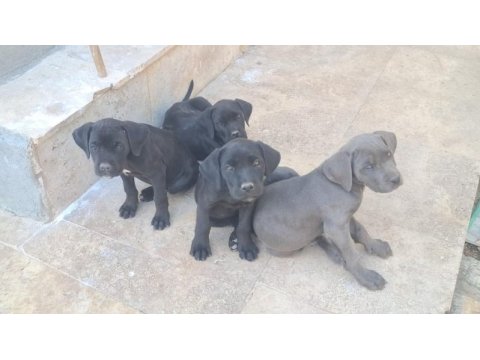 Kaliteli cane corso köpekler