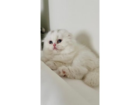 Dişi scottish fold