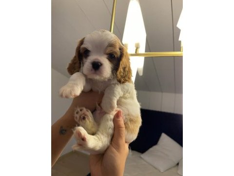 Evde en bakılabilecek ırk cavalier king charles