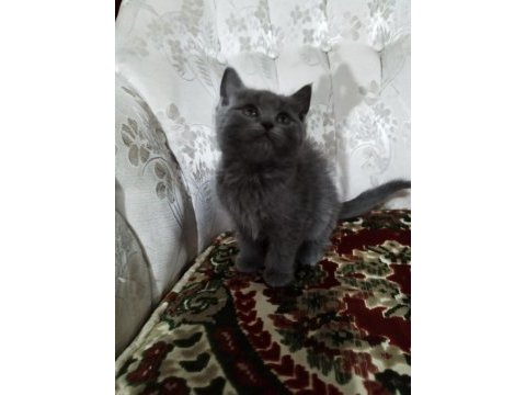 50 günlük erkek ve dişi british shorthair