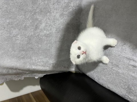 Son kalan erkek bebek scottish fold