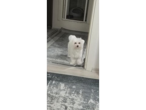 1 yaşındaki terrier tuvalet eğitimli erkek köpeğim