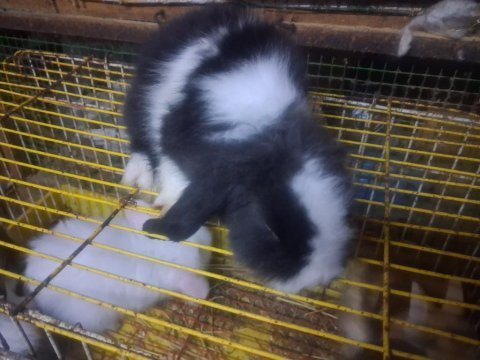 1 aylık hollanda lop ve cüce tavşan