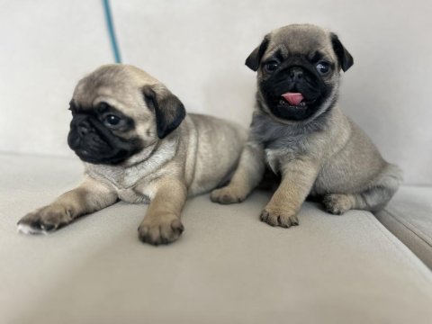 Erkek pug yavrularımız kalite asla tesadüf değildir