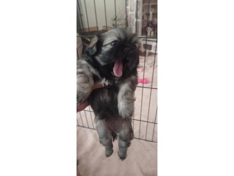 Pekinez yavru köpeklerimiz