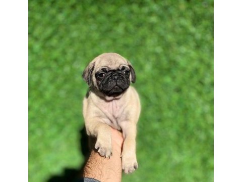 7 kardeşten son kalan dişi pug