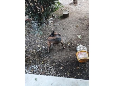 Fazlalıktan dolayı belçika kurdu
