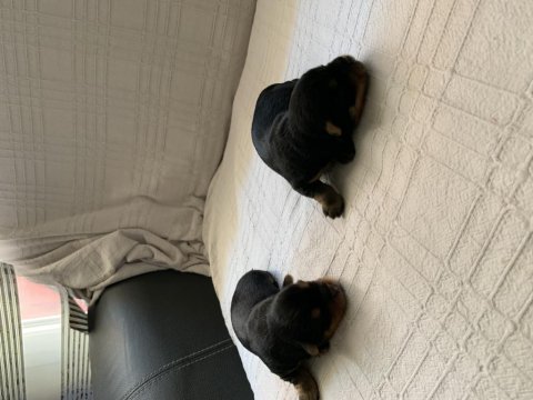 1 erkek 1 dişi rezerveye açık yorkshire terrier