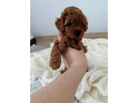 Orjinal toy poodle