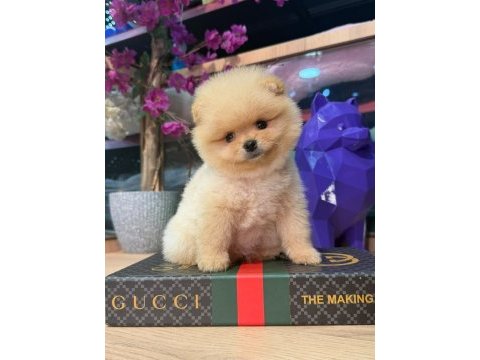 Ayı surat pomeranian bebekler