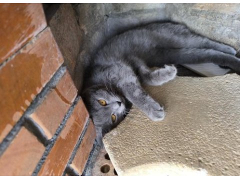 British shorthair prensesimize sahip aranıyor