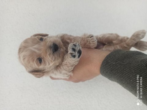 Maltipoo bebekler 30 günlük
