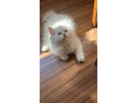 Safkan persian egzotik longhair