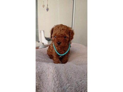 Kore kan red dark ve apricot orjinal poodle yavrular
