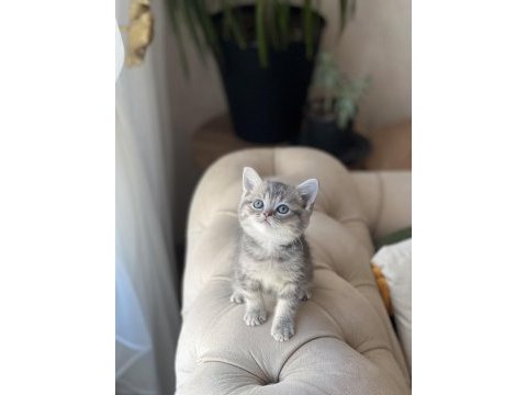 Sevimli surat british shorthair yavrum