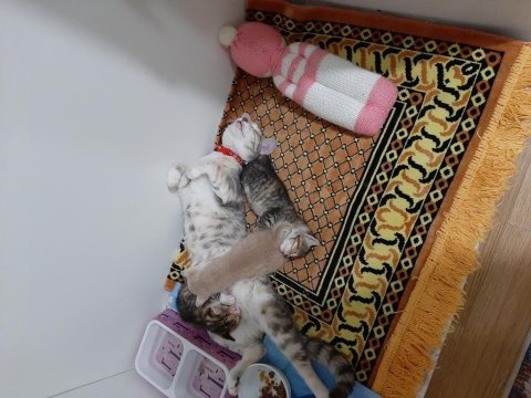 Yavru kediler 3 tane