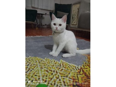 4 aylık british longhair