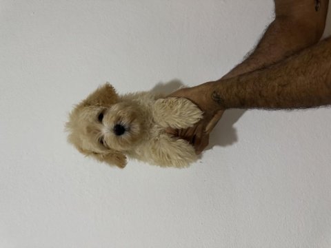 2 aylık yakışıklı maltipoo oğlumuz