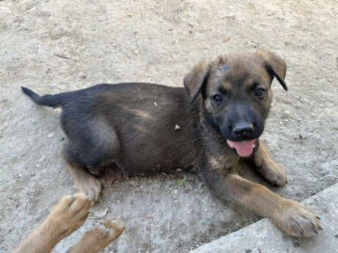 Safkan belçika kurdu 45 günlük