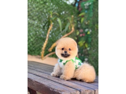 Teacup oranj pomeranian boo miniğimiz