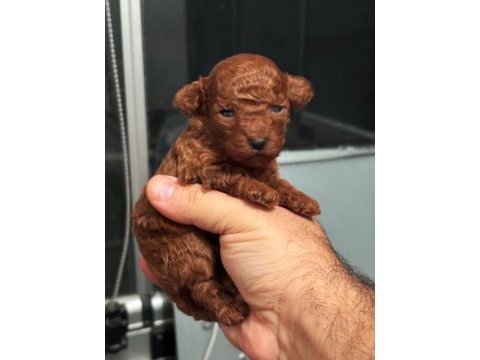 Baba kore anne toy red brown dişi poodle yavrular