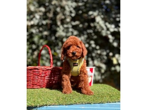 Safkan toy poodle yavrularımız