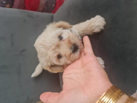 Tuvalet egitimli minyatür maltipoo minnaklarım