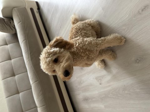 7 aylık poodle