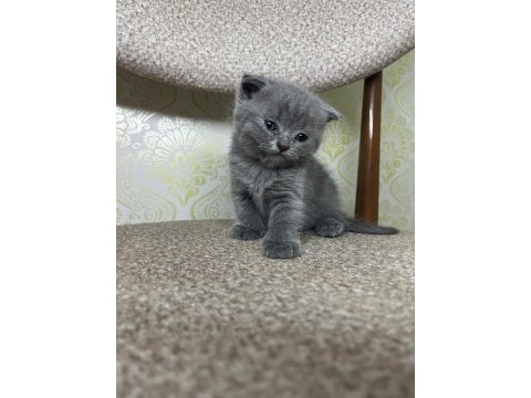 2 aylık gri yavru kedimiz
