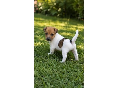 Safkan jack russell terrier