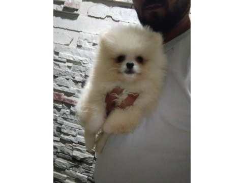 Pomeranian antalya