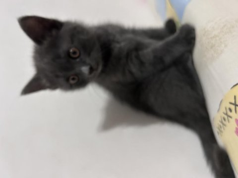 Yuvaya gitmeye hazır dişi british shorthair