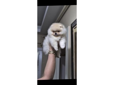 Pomeranian boo üst kalite kısa burun dişi