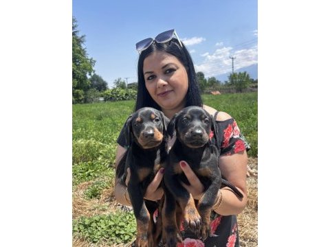 Üst kalite doberman yavrularım
