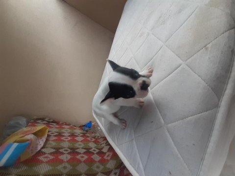 Maskeli french bulldog yavrularımız