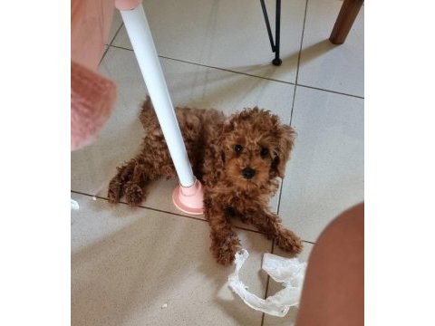 Minyatür poodle