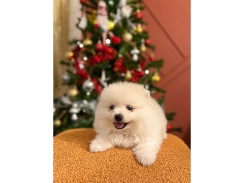 Kızımız acil sahiplendirilecek pomeranian