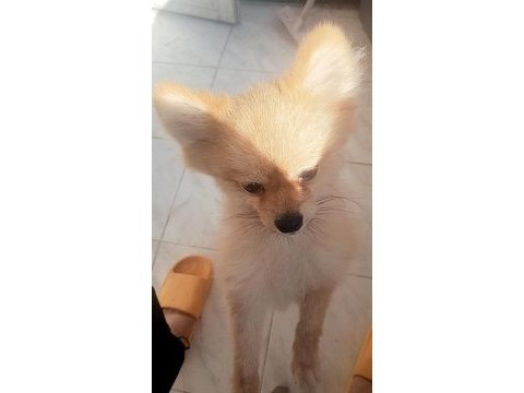 Uysal küçük ırk köpeğimiz