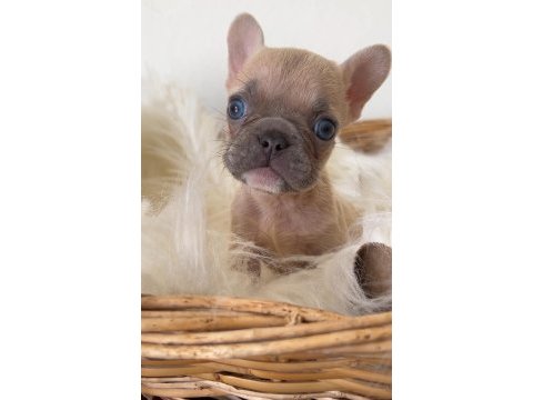 Renkli gözlü özel micro boy french bulldog