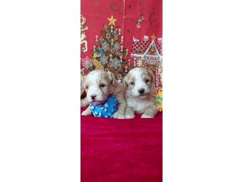 Şeker maltipoo yavrularım