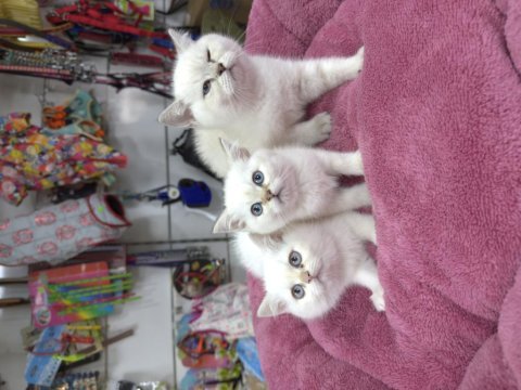 Minik beyaz güzeli british shorthair