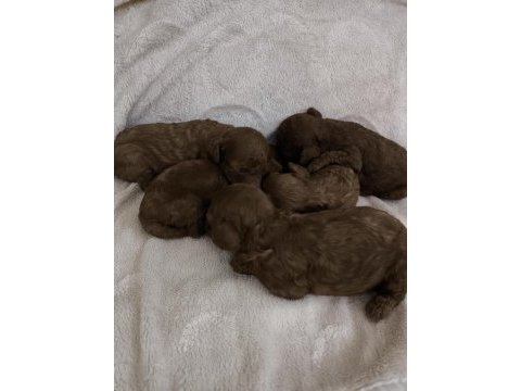 Kore toy poodle dişi erkek yavrular ırk garantili