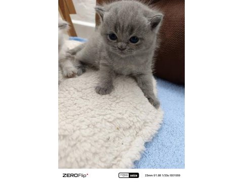 British blue point safkan ayı surat