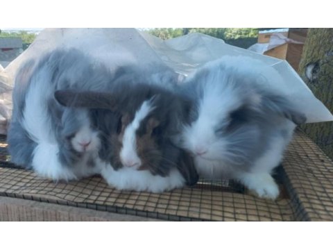 Teddy lop kolonisi 2+1 tavşan