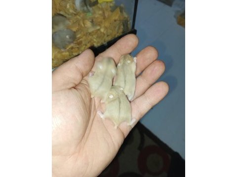 Özel siyah gözler hamster
