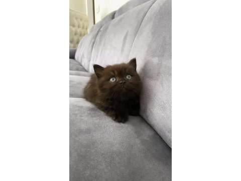 British shorthair çikolata yavrumuz