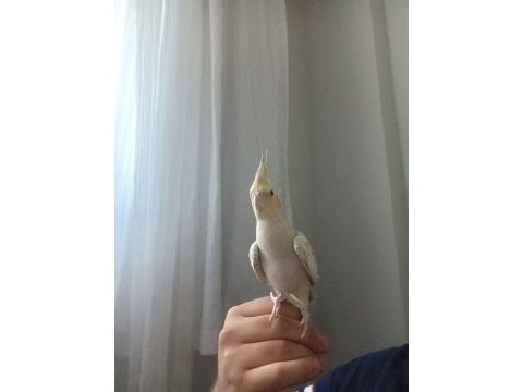 Ele omuza alışık sultan papağanı