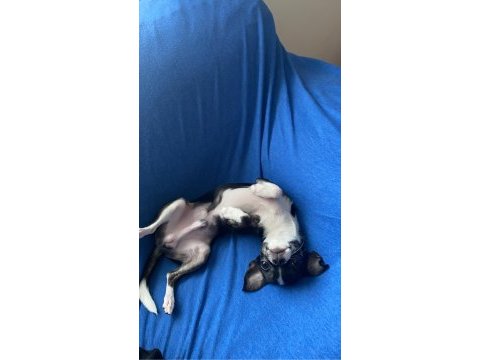 Tea cup chihuahua oğluma eş arıyorum